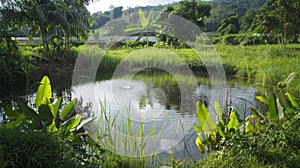 A shot of a serene pond situated within the biofuel farm surrounded by lush green vegetation. In the distance solar