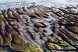 Shot of slippery stones covered in moss at the coastline in Cascais, Estoril, Portugal