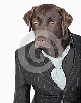 Shot of a Smart Chocolate Labrador in Pinstripe Jacket