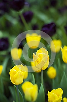 Springtime beauties in bloom