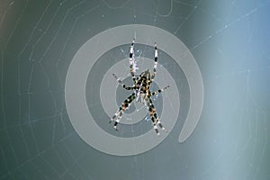 Close-up of a spider in a spiders web