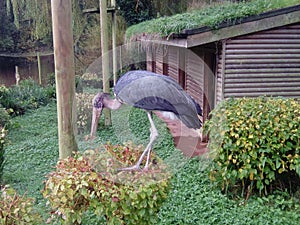 A shot of a stork regaining its balance on top of a shrub, Paignton Zoo, Devon, UK