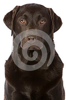 Shot of a Strong Chocolate Labrador