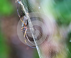 Shot of a stunning Seychelles palm spider perched in its web in Mahe Seychelles
