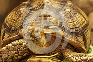 Shot of a sulcata tortoise with a very cool bokeh background suitable for use as wallpaper