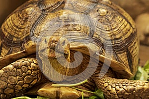 Shot of a sulcata tortoise with a very cool bokeh background suitable for use as wallpaper