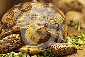 Shot of a sulcata tortoise with a very cool bokeh background suitable for use as wallpaper