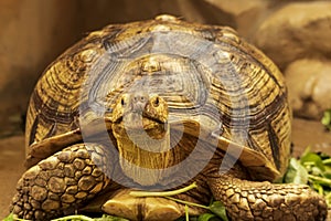 Shot of a sulcata tortoise with a very cool bokeh background suitable for use as wallpaper