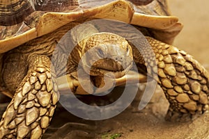 Shot of a sulcata tortoise with a very cool bokeh background suitable for use as wallpaper