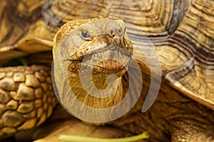 Shot of a sulcata tortoise with a very cool bokeh background suitable for use as wallpaper