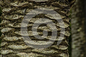 Nice and beautiful sharped tree