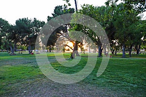 A shot of the sun peaking through the trees at the park at sunset with lush green trees and grass and people relaxing in the park