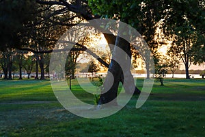 A shot of the sun peaking through the trees at the park at sunset with lush green trees and grass and people relaxing in the park