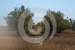 Shot of swamp in spring with early green leafs and dryed branches in water and dryed shrubs