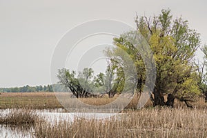 Shot of swamp in spring with early green leafs and dryed branches in water and dryed shrubs