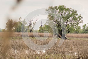 Shot of swamp in spring with early green leafs and dryed branches in water and dryed shrubs