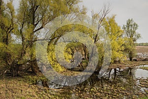 Shot of swamp in spring with early green leafs and dryed branches in water and dryed shrubs