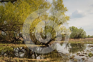 Shot of swamp in spring with early green leafs and dryed branches in water and dryed shrubs