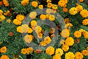 Shot of Tagetes erecta with orange flowers