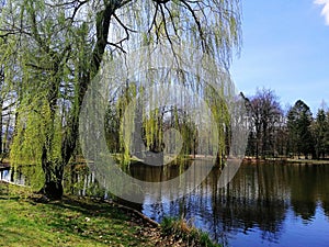 Shot of a tall half green tree next to a pond in Jelenia GÃ³ra, Poland.