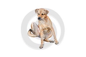 Shot of Tan dog sit and looking satisfied - isolated on white background