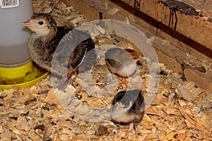 Shot of three cute little turkeys (poults) in a wooden box with water and sawdust wood chips