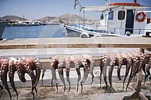 A shot of three octopus hanging on rack in the port of Naoussa on Paros Island in the Greek Cyclades