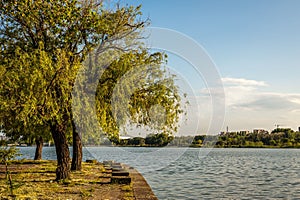 Shot of a tree by the lake surrounded by the forest under the blue sky