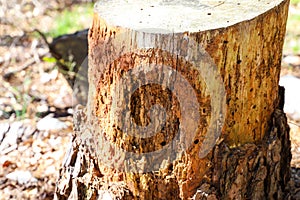 A shot of a tree stump in the forest near a lake surrounded by thin tall lush green trees at Lake Horton Park