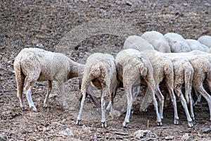 Shot of trimmed sheep drinking water from metal water container