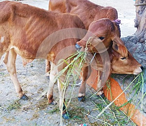 Shot of two calves eating green forage