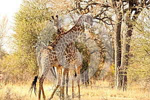 Shot of two cute and tall giraffes on Safari in South Africa