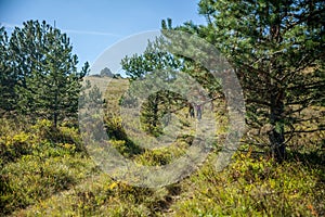 Shot of two cyclers cycling down from a mountain in Slovenia