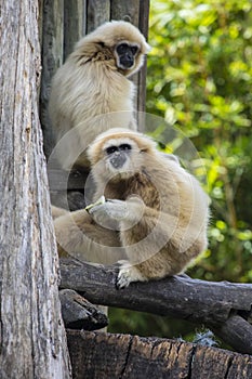 Lar Gibbons