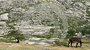 Shot of two mules walking in a rural rocky area