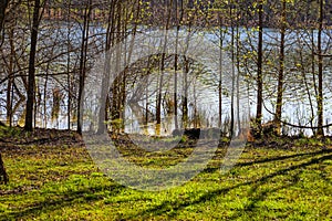 A shot of the vast still lake water with thin lush green trees and plants along the banks of the lake with lush green grass