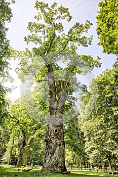 Shot of an very old oak