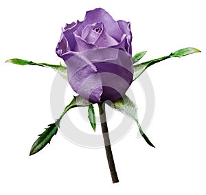 Shot of a violet rose flower on a white isolated background with clipping path. Close-up. For design.