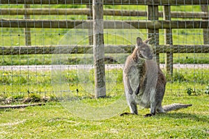 Shot of the wallaby standing on the surface covered by green grass