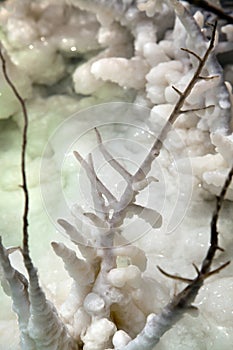 Salt Cluster Branch photo