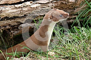 Shot weasel coming out of hiding