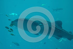 Shot of a whale shark swimming in GA