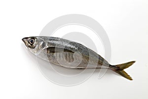 Whole picture of fresh horse mackerel