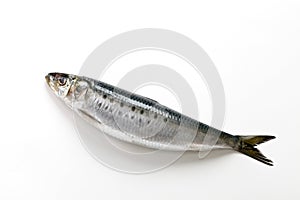 Whole picture of fresh sardines