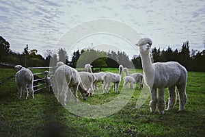Shot of white Huacaya alpaca llamas grazing in green yard near metal fence under cloudy sky