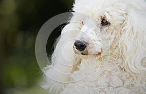 Shot of a White Miniature Poodle