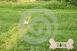 Adorable happy fox terrier dog at the park 2018 new year greetin