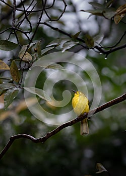 Shot of a yellow browed Bulbul bird from the Sahyadri mountain range of India