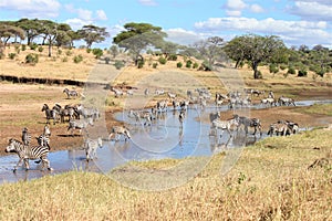 Shot of zeal of zebras at a water stream in the savanna