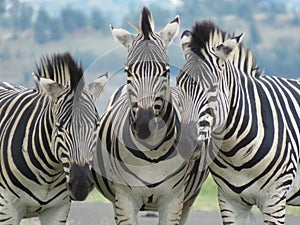 Wide Zebra - Captured in Rietvlei Nature Reserve, Centurion, South Africa, Africa